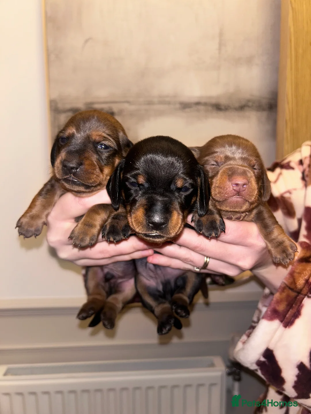 Miniature Dachshund dogs for sale: Miniature dachshund  - Advert 12