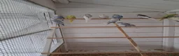 Budgerigars birds for sale: Baby budgies ready to leave now  - Advert 10