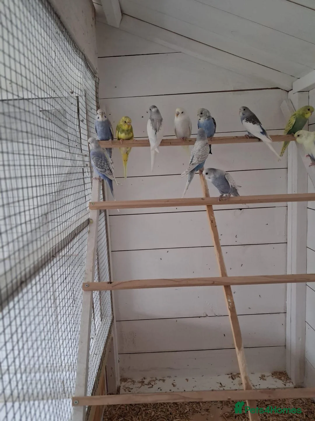 Budgerigars birds for sale: Baby budgies ready to leave now  - Advert 10