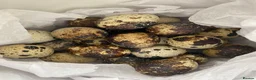 Quail poultry for sale: 12 Japanese Quail Hatching Eggs - mixed colour in Leeds - Advert 2