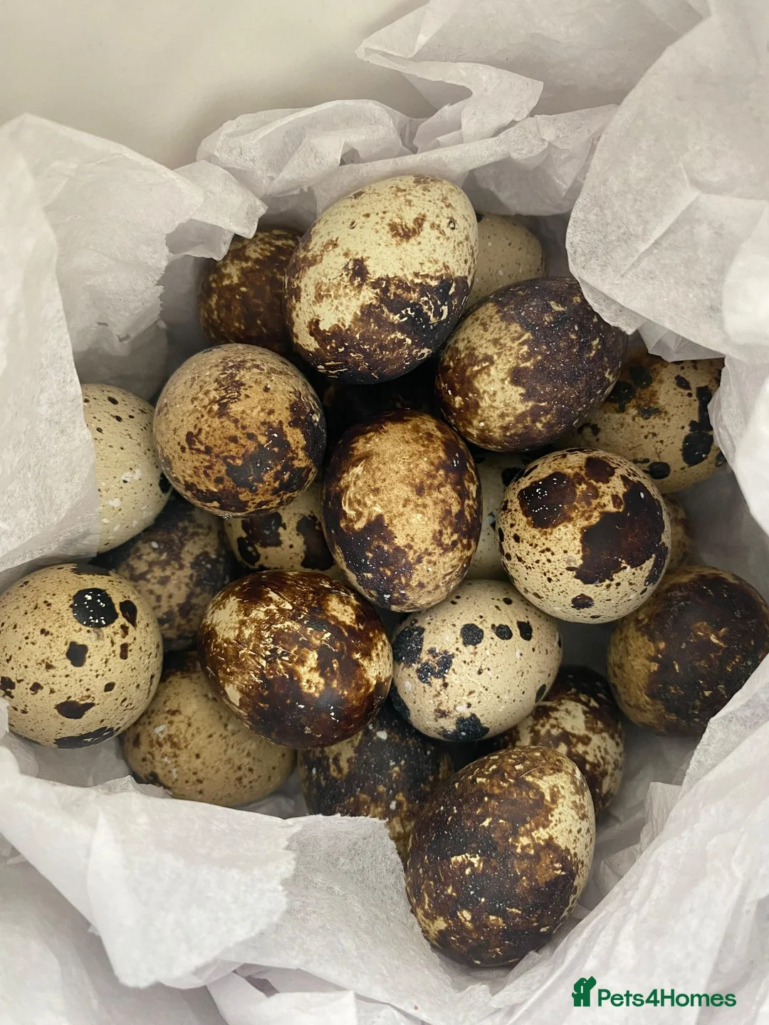Quail poultry for sale: 12 Japanese Quail Hatching Eggs - mixed colour in Leeds - Advert 2