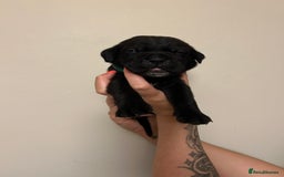 Cane Corso dogs for sale: Cane corso puppies  - Image 16
