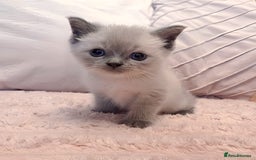Ragdoll cats for sale: LAST RAGDOLL X BSH KITTEN LEFT READY TO LEAVE NOW - Image 2