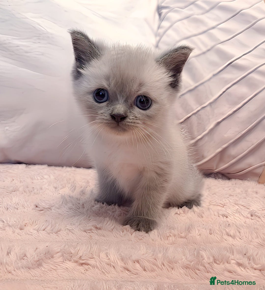 Ragdoll cats for sale: LAST RAGDOLL X BSH KITTEN LEFT READY TO LEAVE NOW - Image 2
