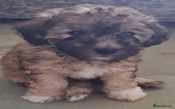 Maltipoo dogs for sale: Maltipoo's rare sable parti colours x4 - Image 2