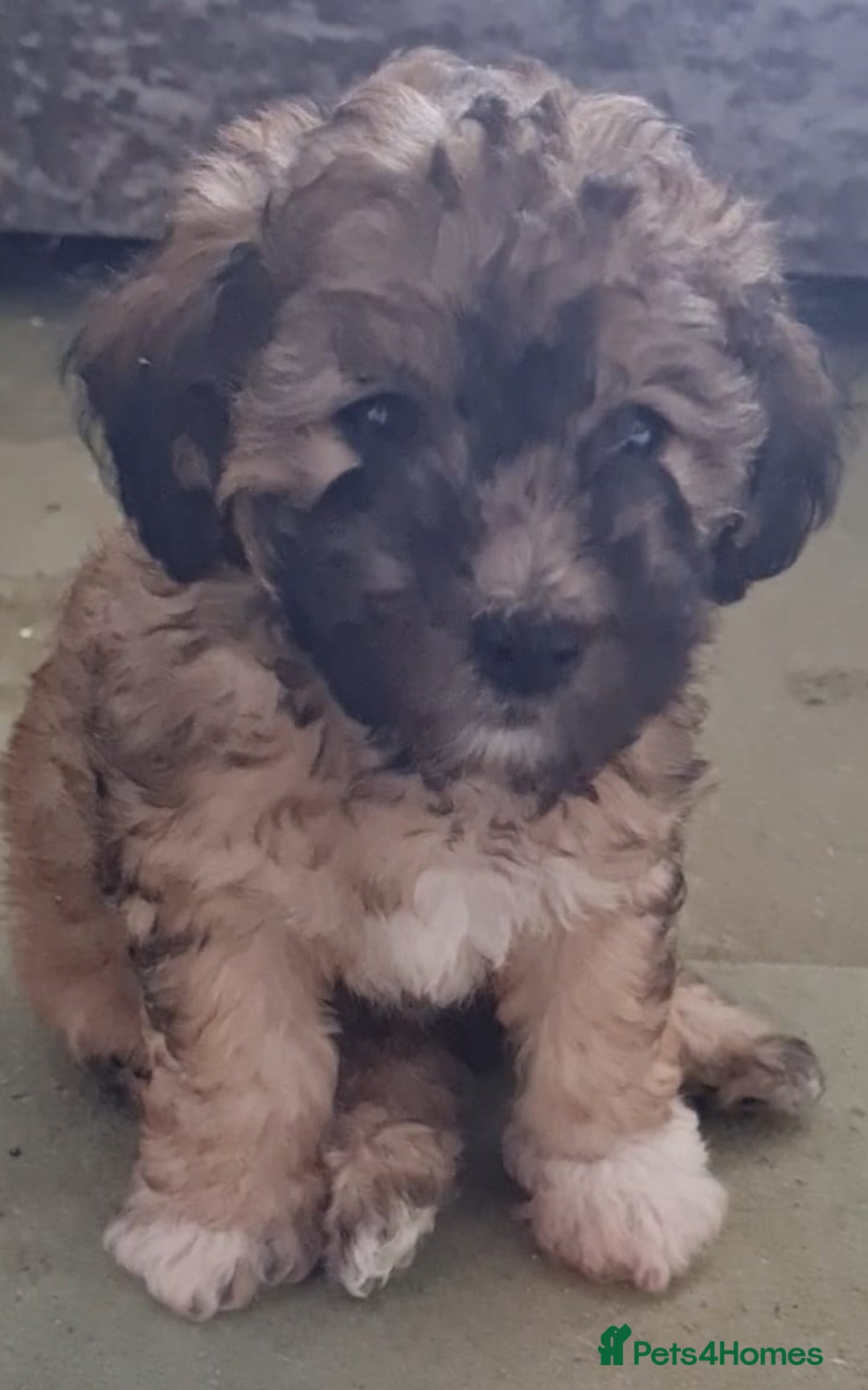 Maltipoo dogs for sale: Maltipoo's rare sable parti colours x4 - Image 2