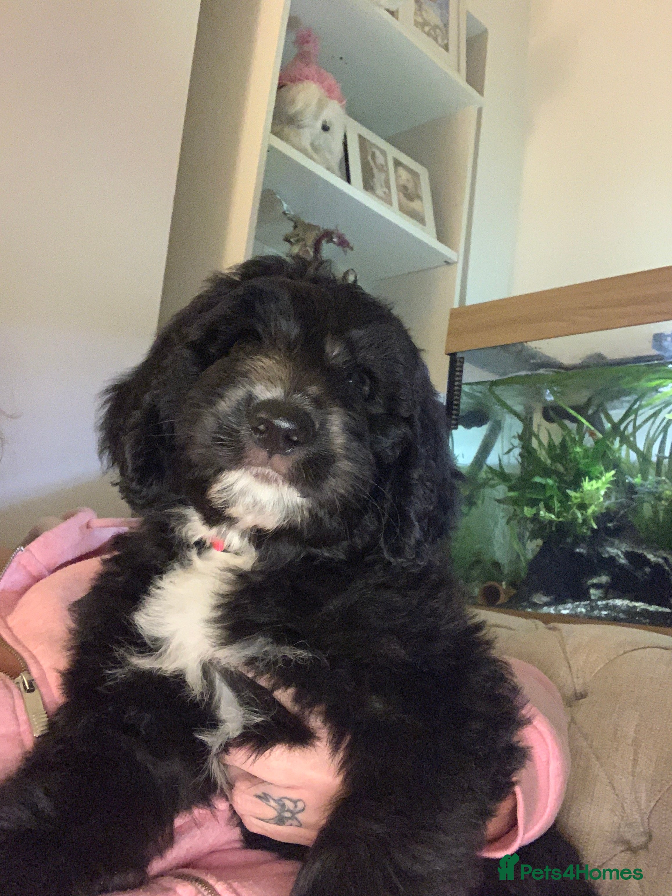 Mixed Breed dogs Sheepadoodle Puppies! Tuxedo Marking - Advert 3