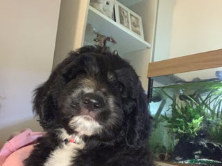 Mixed Breed dogs Sheepadoodle Puppies! Tuxedo Marking - Advert 3
