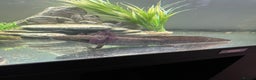 Axolotl reptiles for sale: Axolotls - Advert 2