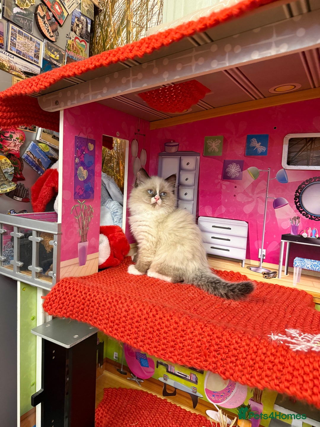 Ragdoll cats for sale: Beautiful Ragdolls kittens  - Advert 12