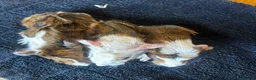 Guinea Pig rodents for sale: 2 beautiful boys  - Advert 4