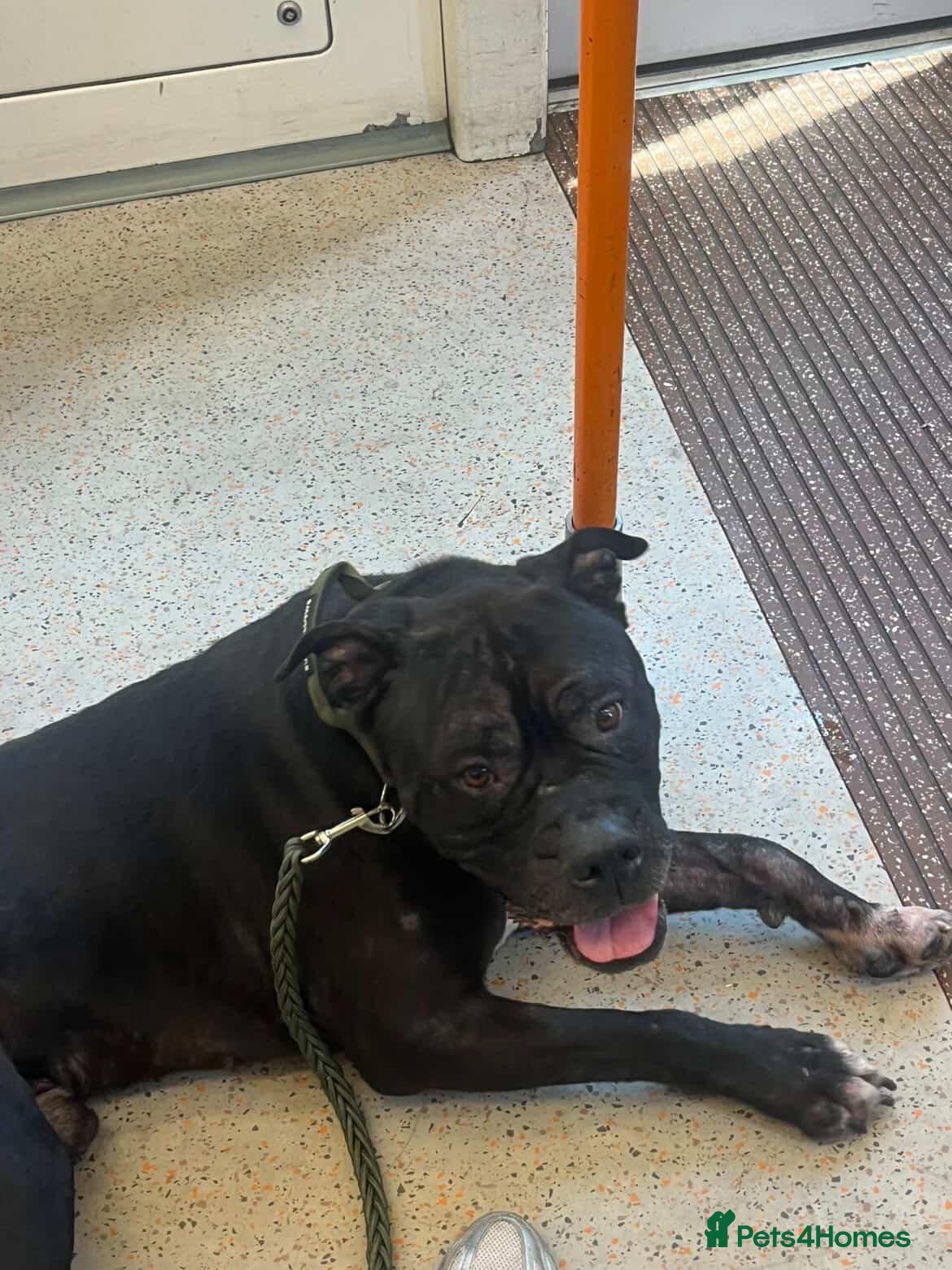 Mixed Breed dogs Sav Cane Corso | 2.5 Years | Loving, Gentle Boy - Advert 5