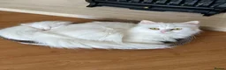 Ragdoll cats for sale: Very unique ragdoll x chinchilla Persian  - Advert 6