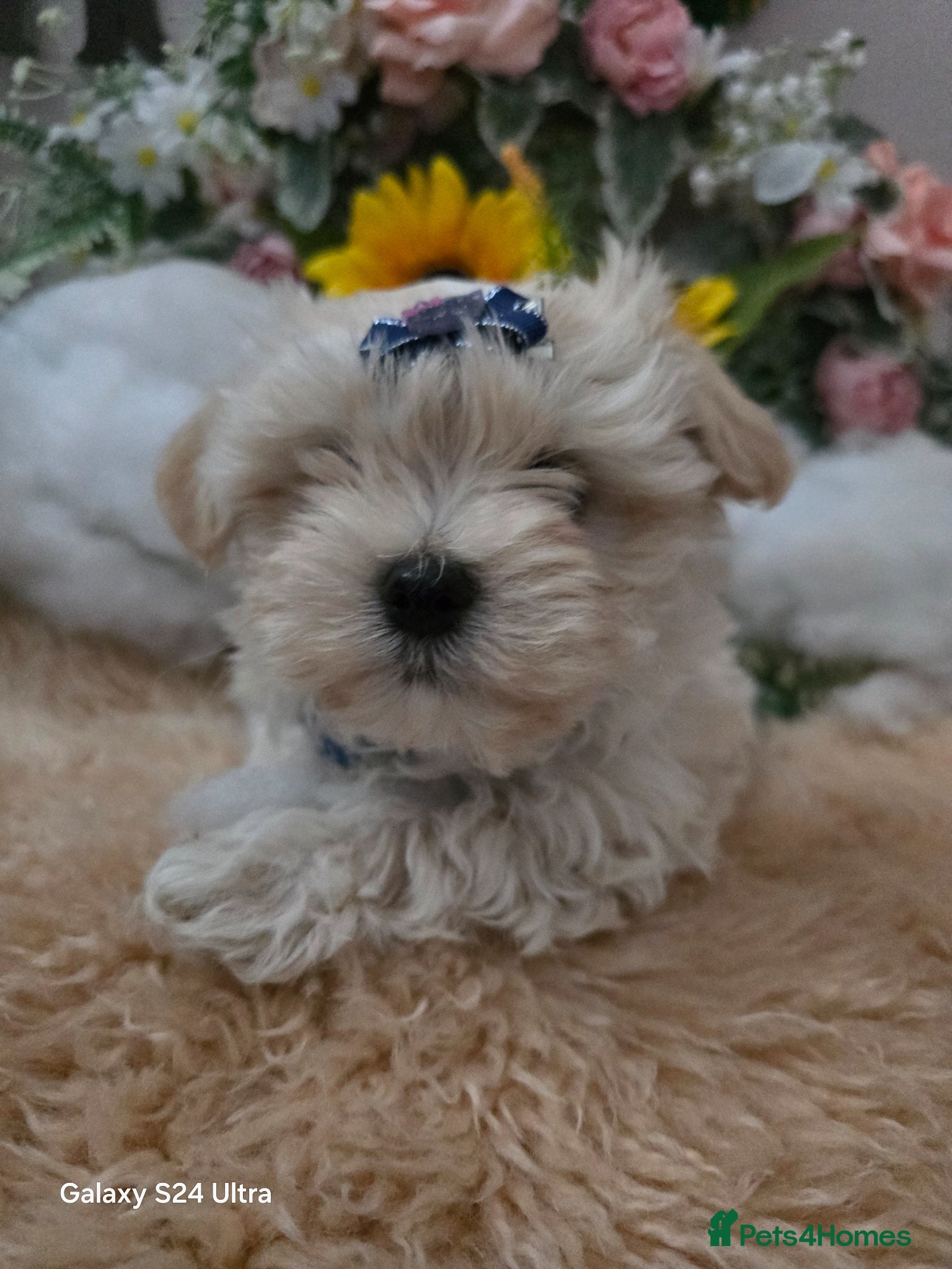 Maltipoo dogs  Extra small Korean Toy Maltipoo baby's  - Advert 18