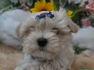 Maltipoo dogs Extra small Korean Toy Maltipoo baby's - Advert 18