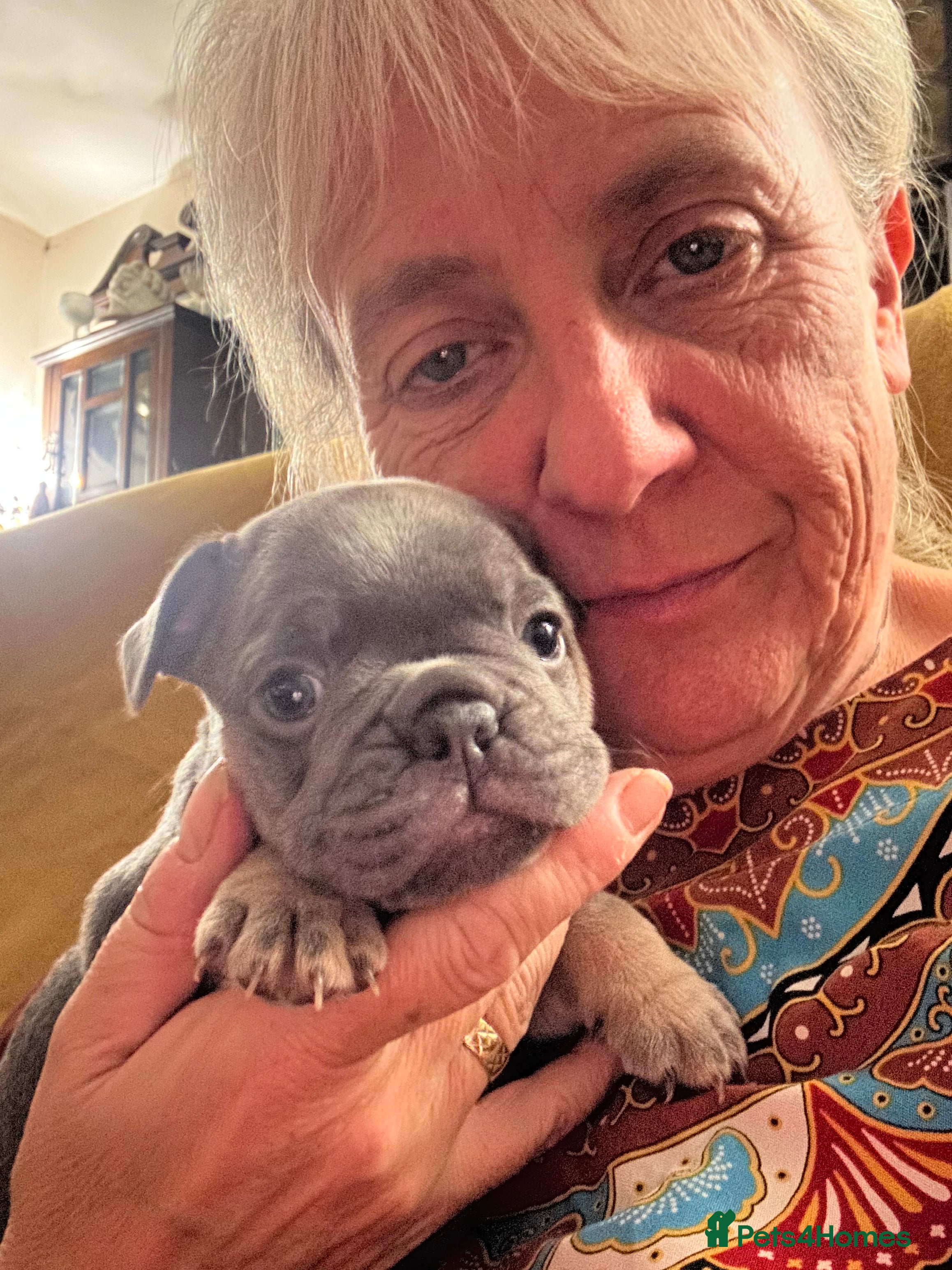 French Bulldog dogs KC REG genetic tested French bulldog puppies  - Advert 2