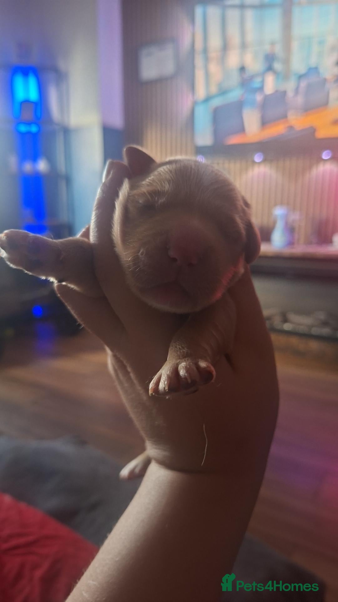 Mixed Breed dogs Gorgeous f1 border retreiver pups - Advert 1