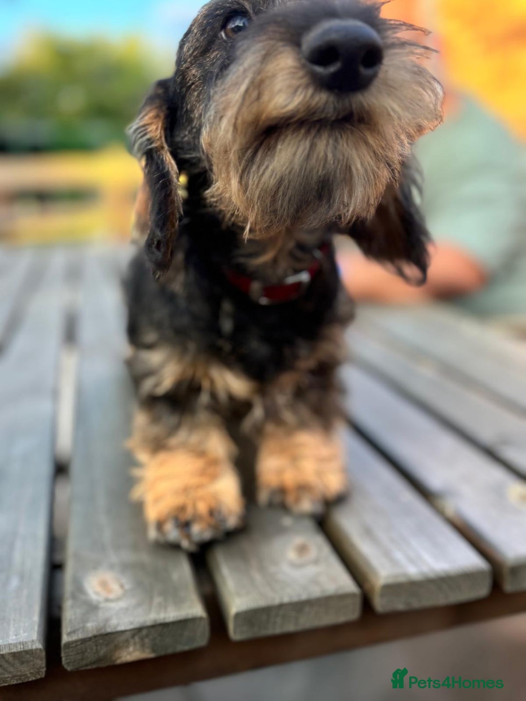 Miniature Dachshund dogs for sale: Cuddly KC Reg Mini-Wire Dachsund Boy - Image 8