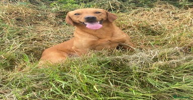 Labrador Retriever dogs in Pickering - Advert 14