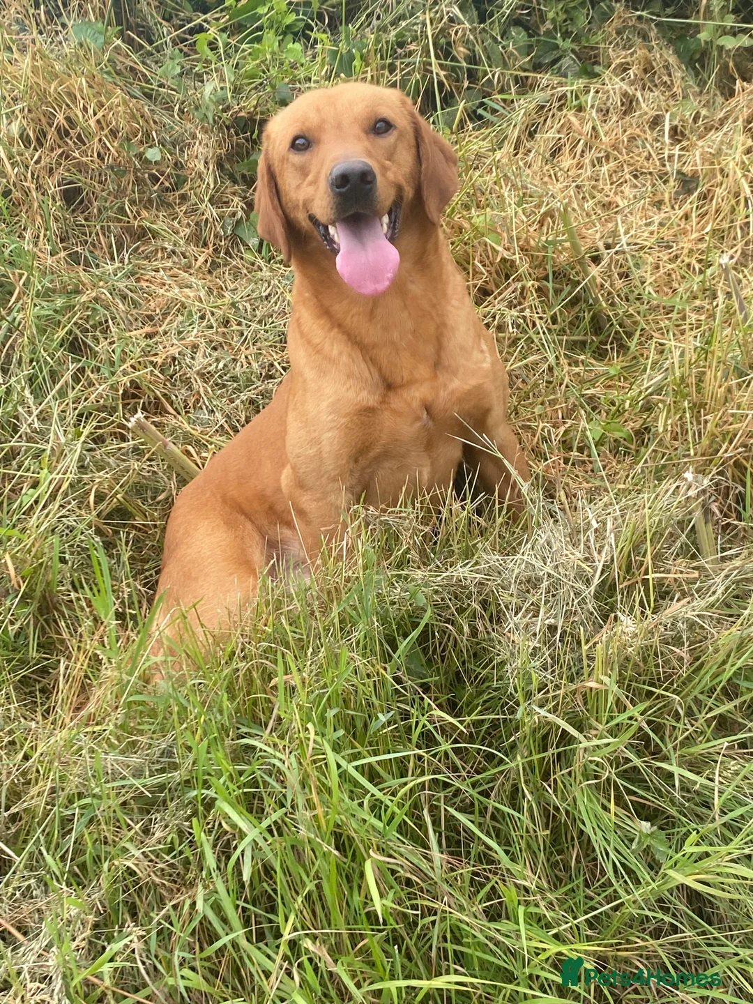 Labrador Retriever dogs for stud: KC reg Labrador Stud in Pickering - Advert 2