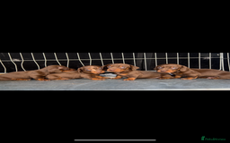 Miniature Dachshund dogs for sale: Dachund  - Image 7