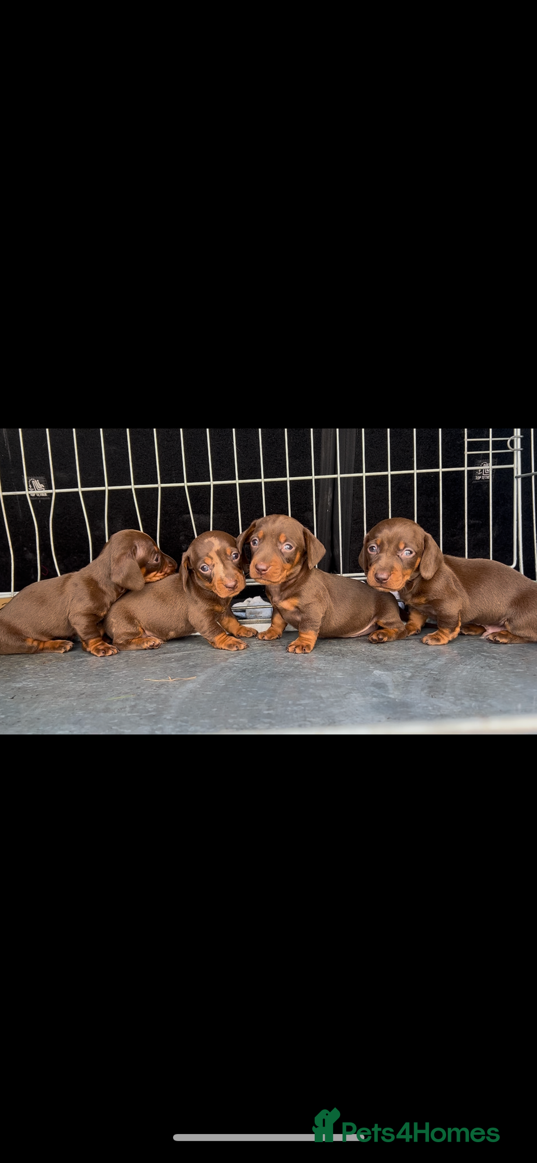Miniature Dachshund dogs for sale: Dachund  - Image 7