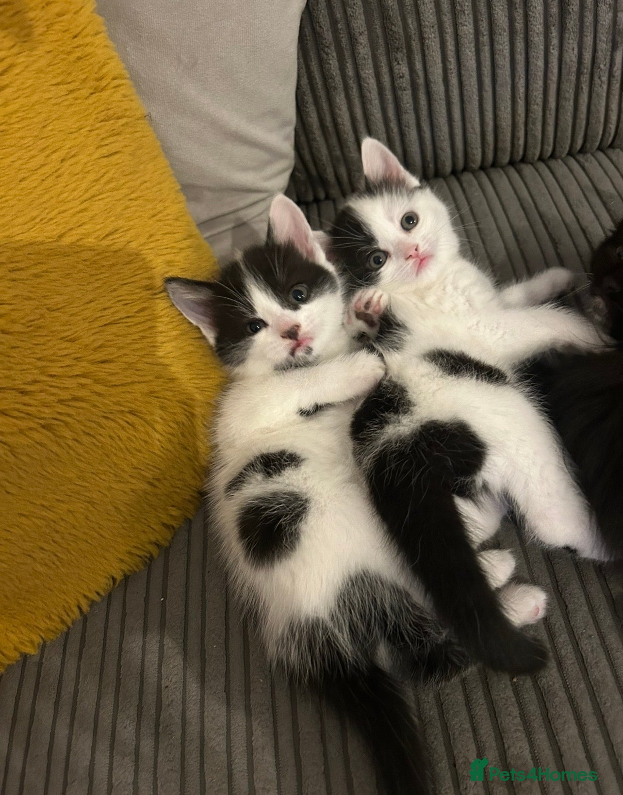 Mixed Breed cats 2 boys,1 girl, black & white 8 week loving kittens - Advert 2