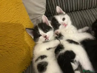 Mixed Breed cats 2 boys,1 girl, black & white 8 week loving kittens - Advert 2
