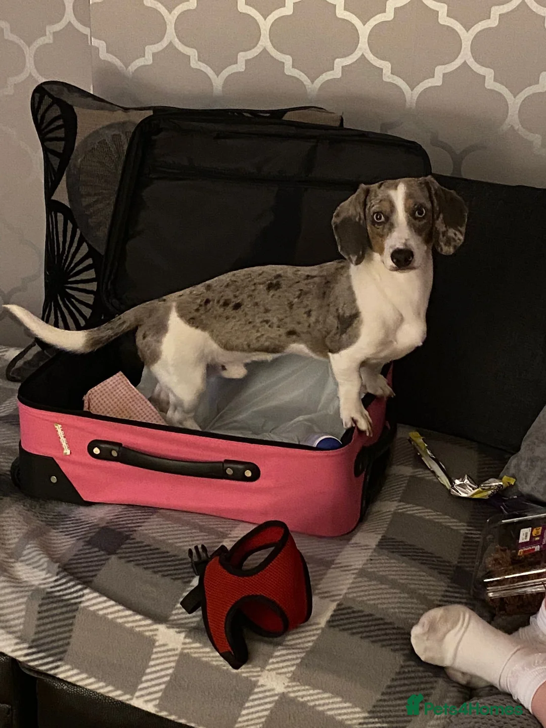 Miniature Dachshund dogs for stud: BLUE DAPPLE PIEBALD STUD CARRYING LONG HAIR CHOCO in Liverpool - Advert 9