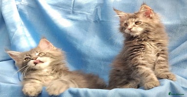 Maine Coon cats - Advert 3
