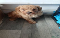 Maltipoo dogs for sale: Malitpoo  puppies  for sale in Canterbury - Image 28