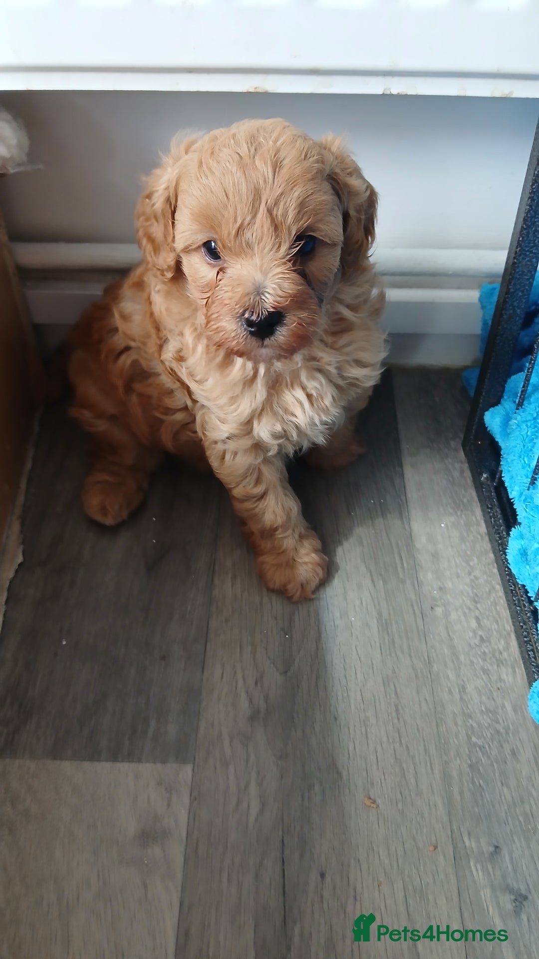 Maltipoo dogs for sale: Malitpoo  puppies  for sale in Canterbury - Image 28