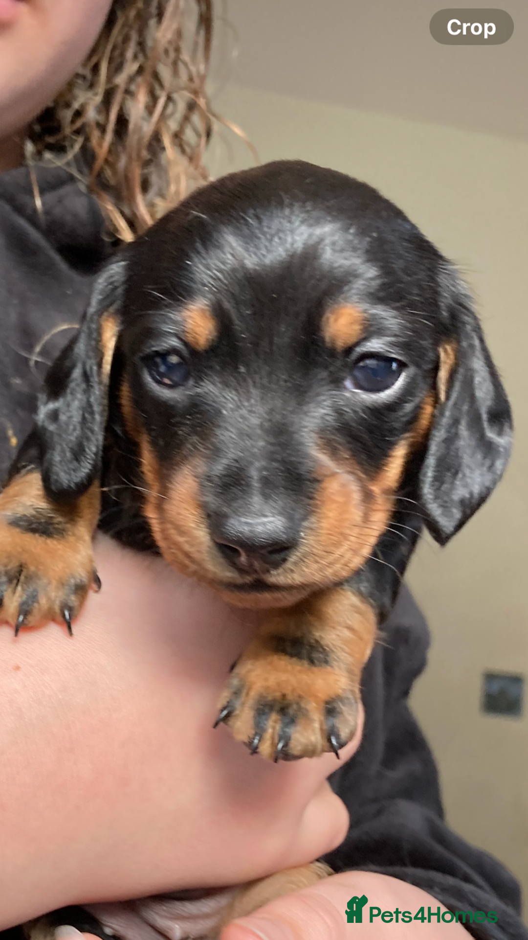 Dachshund dogs for sale: 2 miniature Dashhounds available  - Advert 2