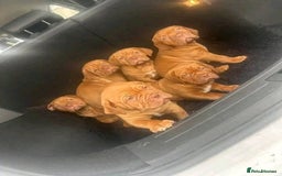 Dogue De Bordeaux dogs for sale: Adorable Dogue de Bordeaux Puppies for Sale - Advert 5