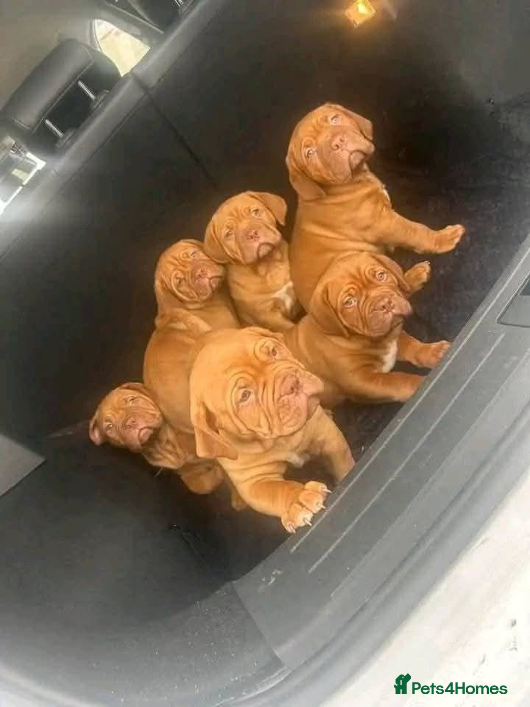 Dogue De Bordeaux dogs for sale: Adorable Dogue de Bordeaux Puppies for Sale - Advert 5