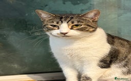 Mixed Breed cats for sale: Pipa  - Image 1