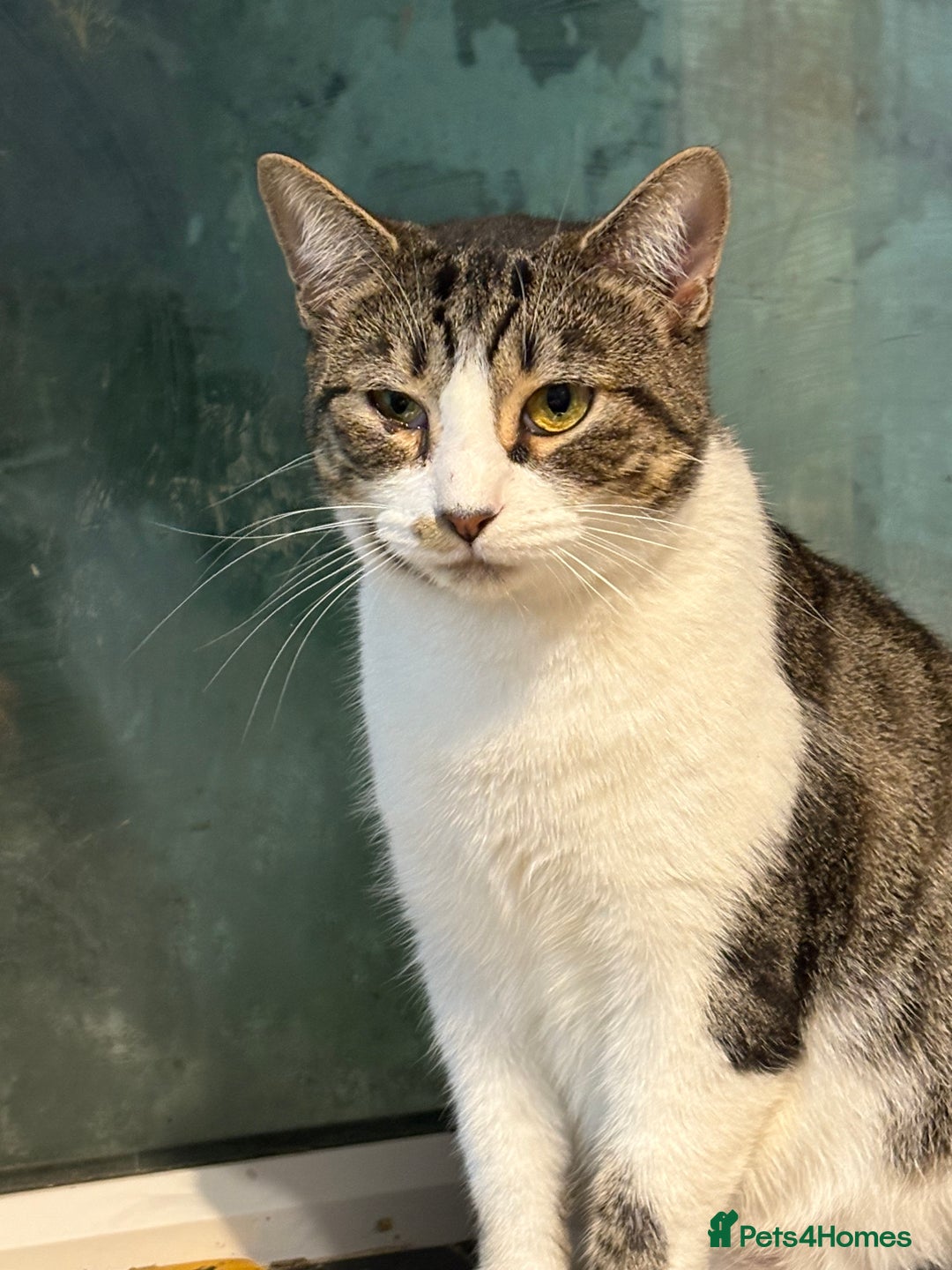 Mixed Breed cats for sale: Pipa  - Image 1