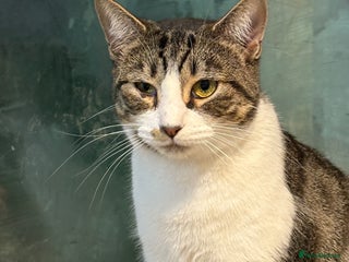 Mixed Breed cats - Advert 2