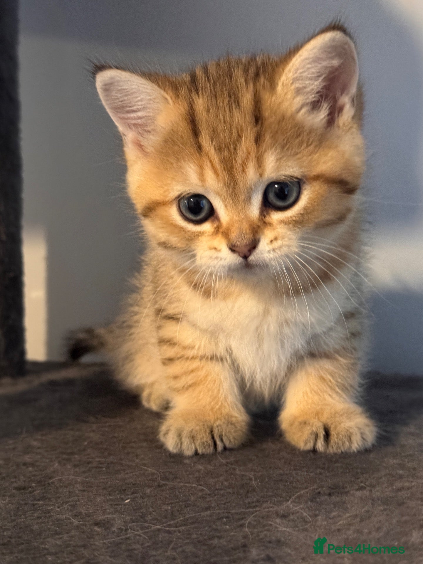 British Shorthair cats 3 Gorgeous White & Golden Shorthair Boys 🐾 - Advert 1