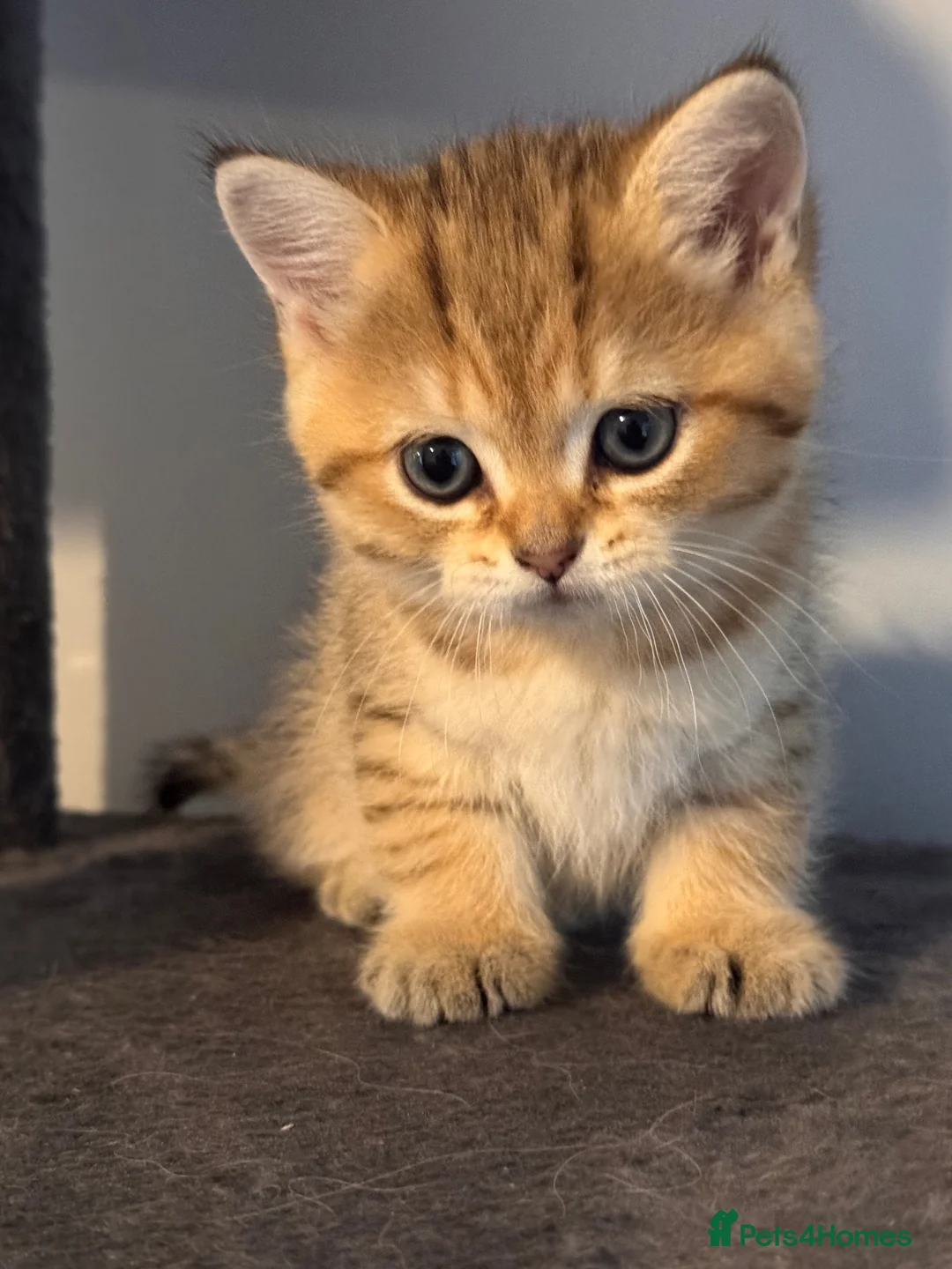 British Shorthair cats for sale: 3 Gorgeous White & Golden Shorthair Boys 🐾 - Advert 1