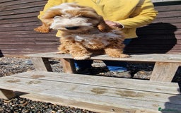 Cockapoo dogs for sale: Last f1 female cockapoo looking for a loving home - Image 6