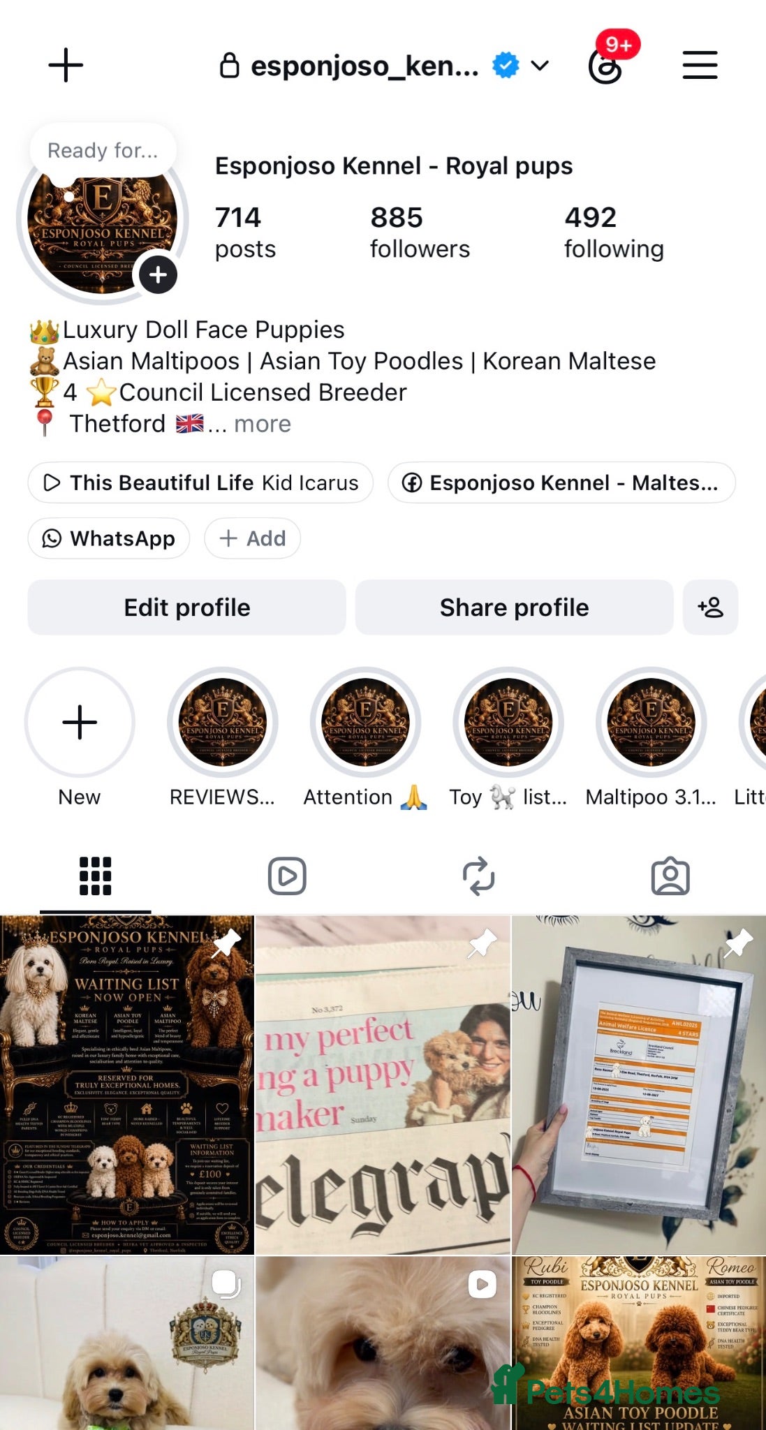 Maltipoo dogs 👑 Last Exquisite Esponjoso Royal maltipoo Boy 👑 - Advert 2