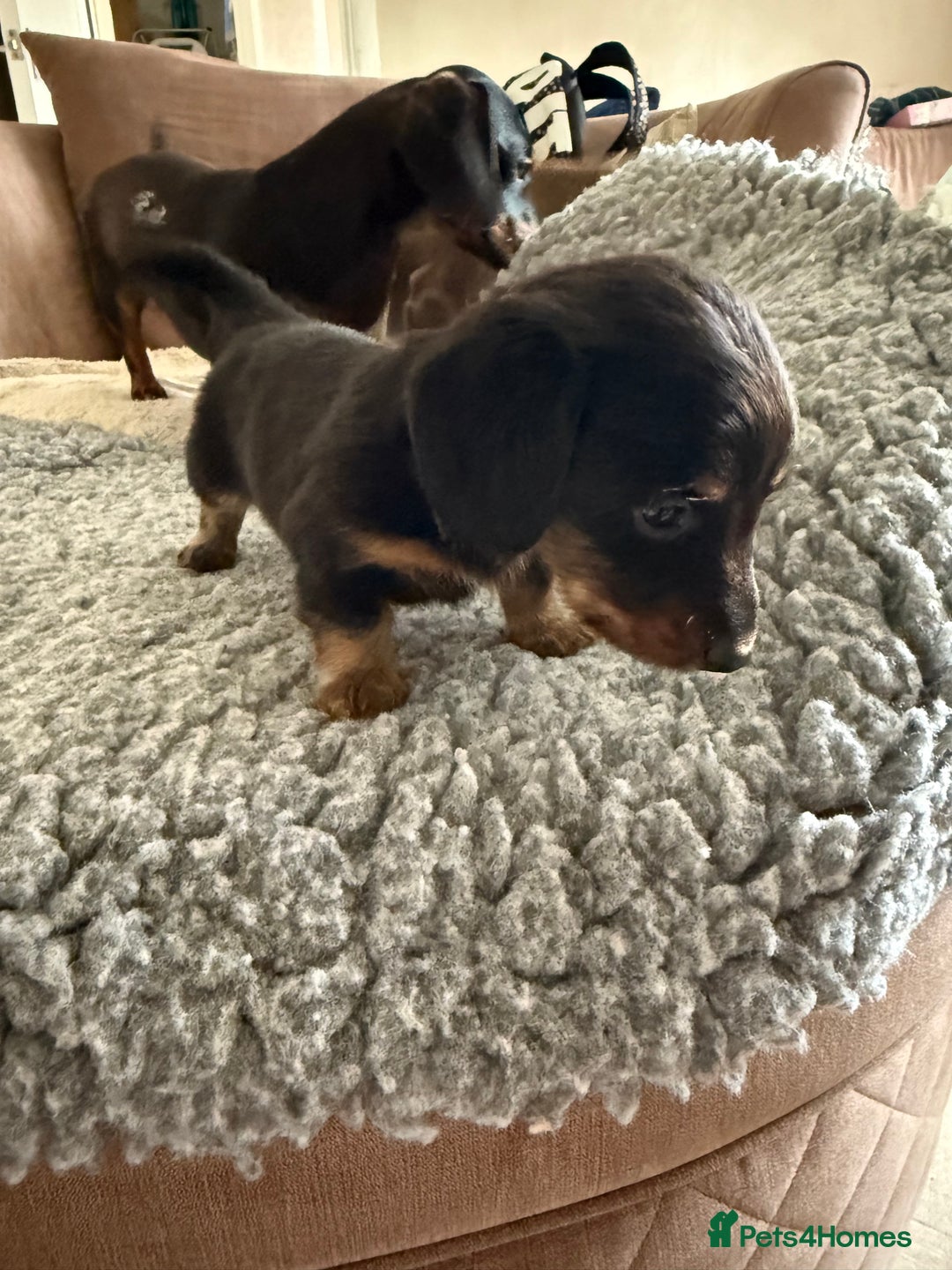 Miniature Dachshund dogs for sale: Miniature daschund puppies - Image 34