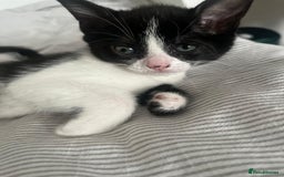 Mixed Breed cats for sale: Two charming female kittens - Image 12