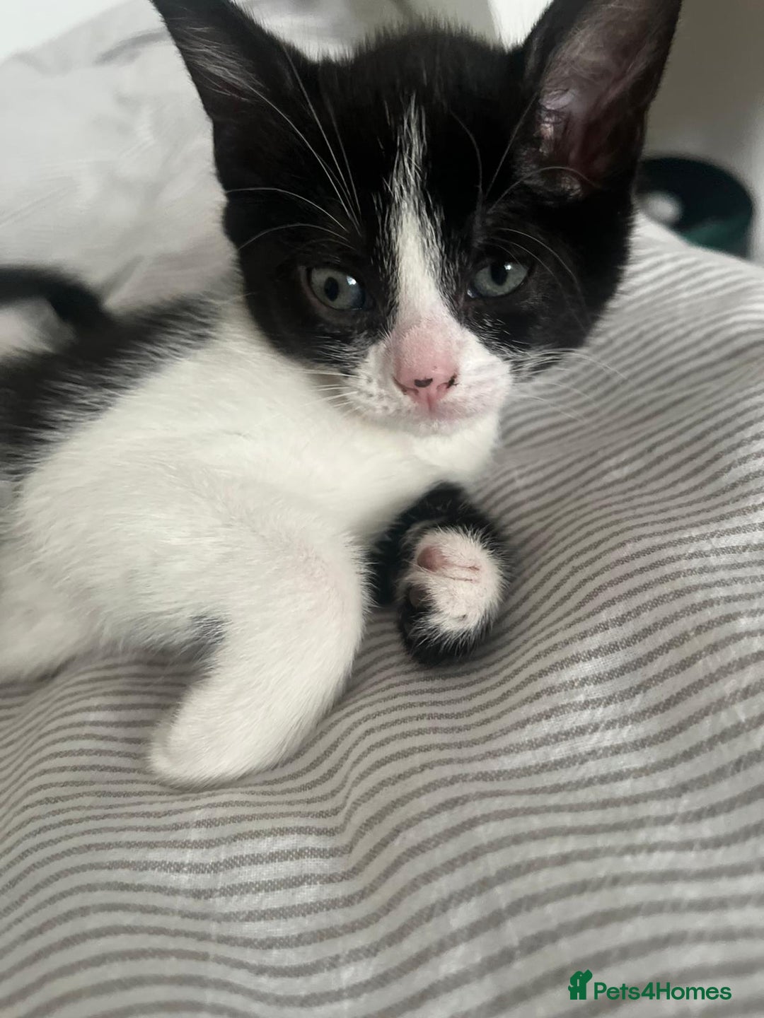 Mixed Breed cats for sale: Two charming female kittens - Image 12