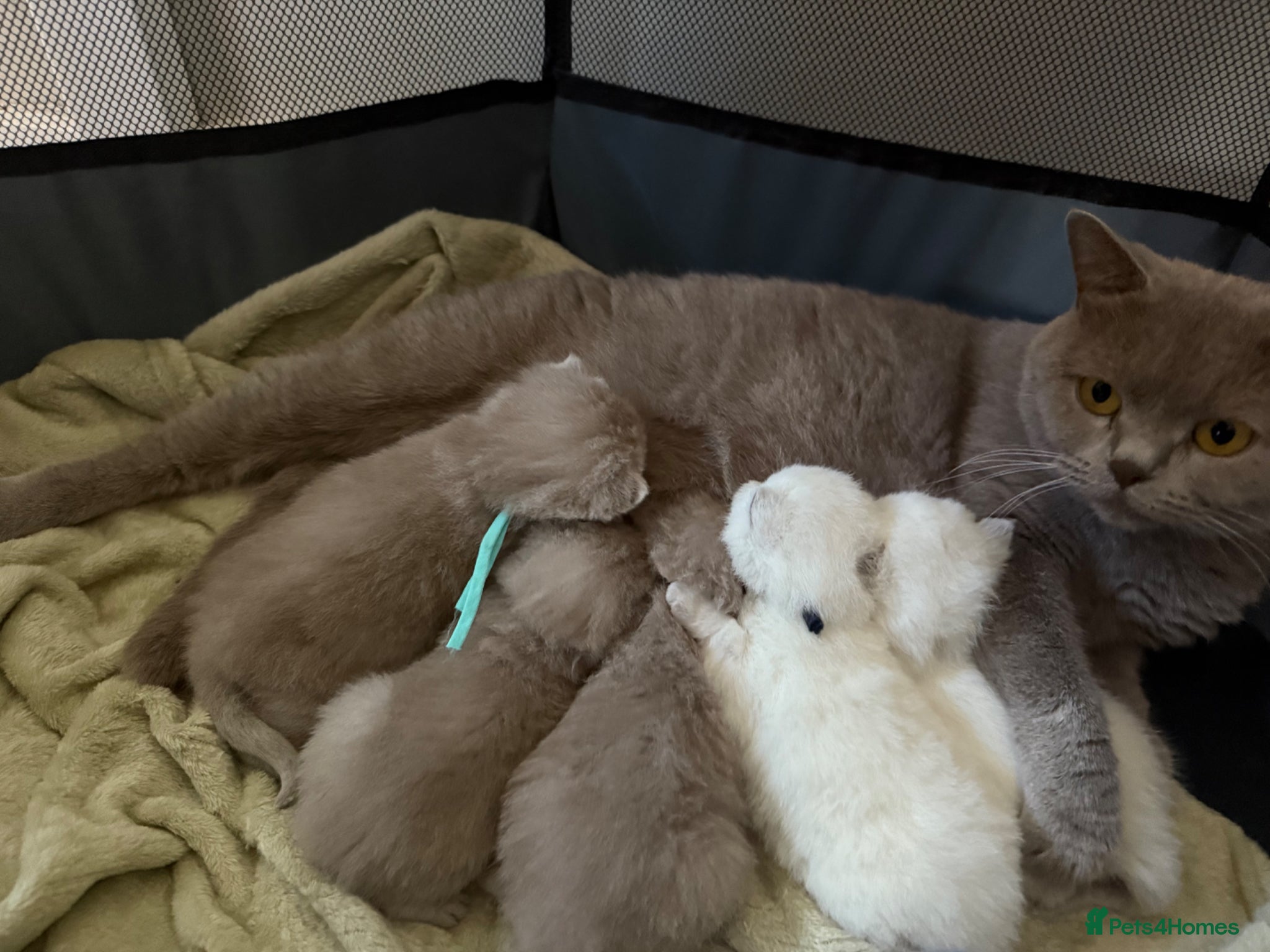 British Shorthair cats for sale: Stunning GCCF-Registered British Shorthair Kittens - Advert 21