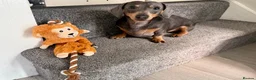 Miniature Dachshund dogs for sale: Blue/Tan 3 year old male miniature dachshund  in Sutton - Advert 2