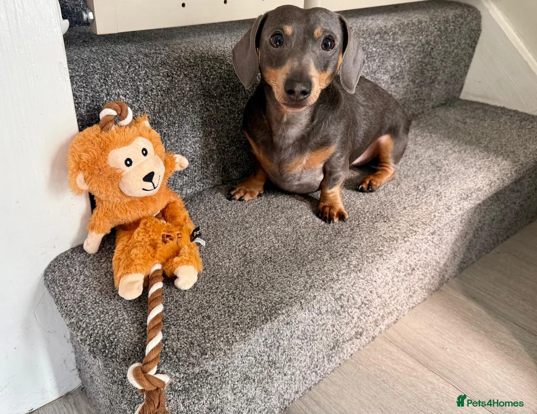 Miniature Dachshund dogs for sale: Blue/Tan 3 year old male miniature dachshund  in Sutton - Advert 2