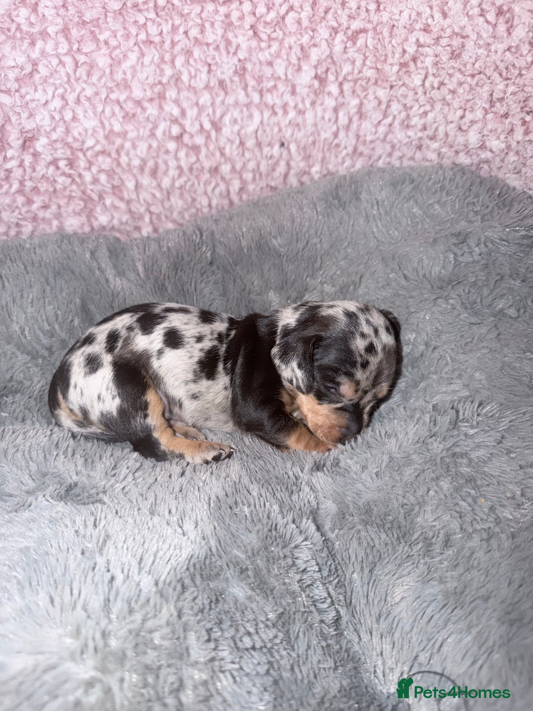 Miniature Dachshund dogs for sale: Stunning kc reg miniature dachshund puppies - Advert 19