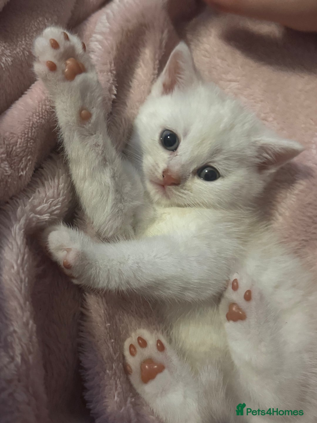 British Shorthair cats for sale: 🐾Gorgeous British shorthair🐾 - Advert 6